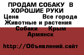 ПРОДАМ СОБАКУ  В ХОРОШИЕ РУКИ  › Цена ­ 4 000 - Все города Животные и растения » Собаки   . Крым,Армянск